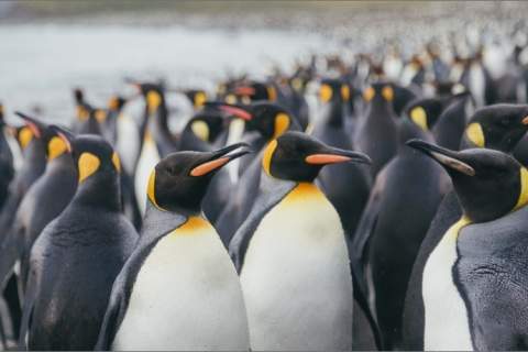 King Penguins on South Georgia