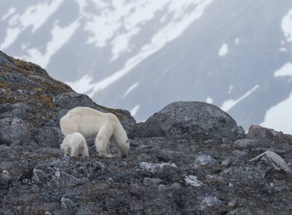 Spitsbergen Photography: Domain of Polar the Bear