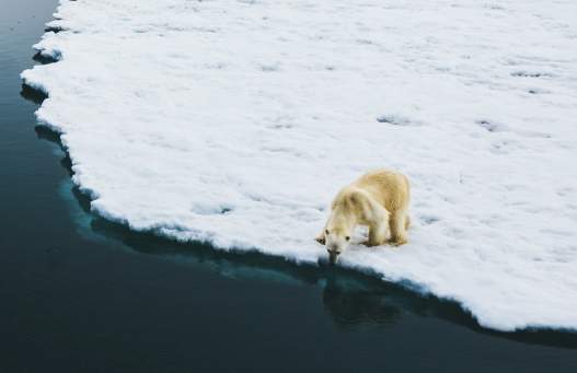 Spitsbergen Photography: In Search of Polar Bears