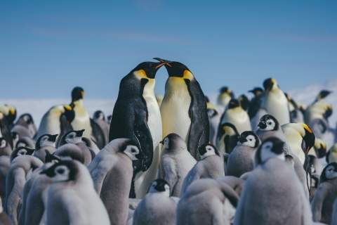 Emperor Penguins at Snow Hill