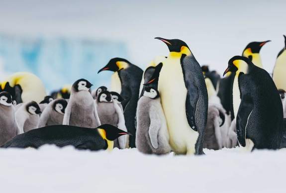 Emperor penguins — Snow Hill Island