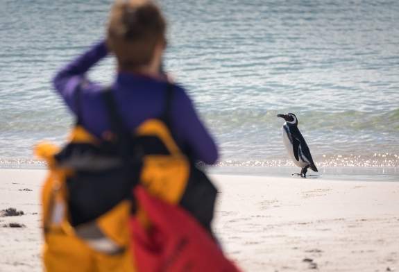 Photo By: Acacia Johnson Passenger taking a photo of Magellanic Penguin
