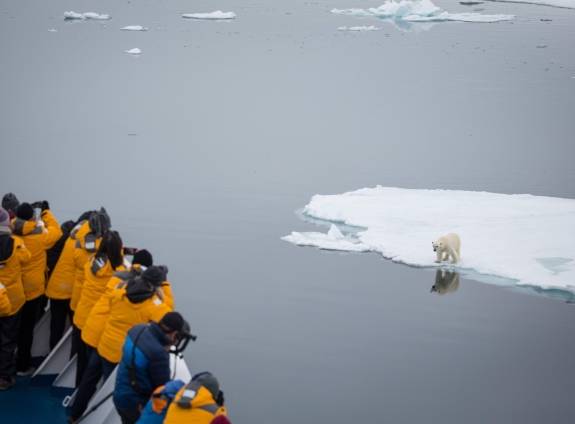 Polar bear on sea ice