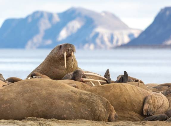 [Hero] Svalbard Explorer: Best of High Arctic Norway